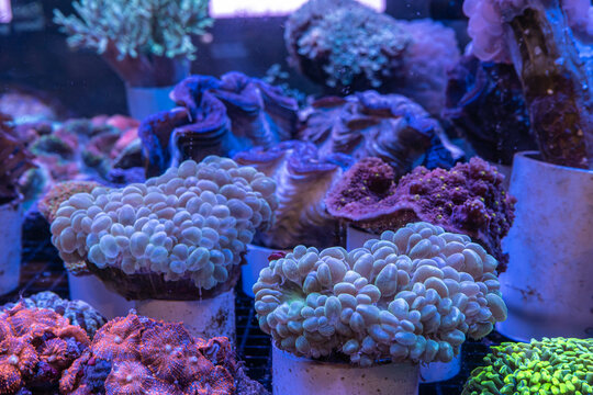 Salt Water Coral Sea Life