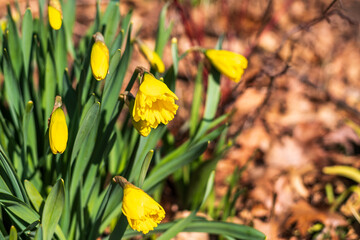yellow spring flowers daffodils emerging from leaf litter room for text shot toronto beaches...