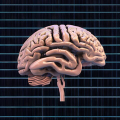 A computer-generated representation of a human brain.