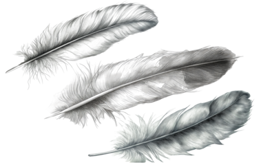Hand drawn feathers on transparent background, black and white feather sketch