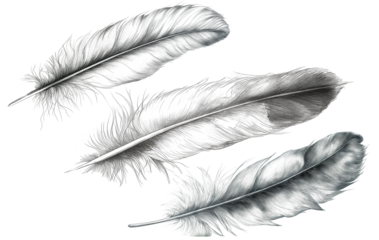 Hand drawn feathers on transparent background, black and white feather sketch