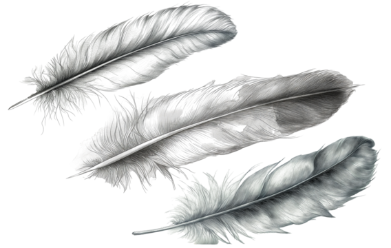 Hand drawn feathers on transparent background, black and white feather sketch