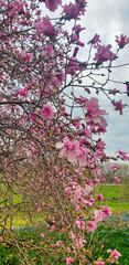 Pastel Pink Magnolia flowers in full bloom at the beginning of Spring in early May at the Dominion...