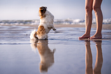 Wakacje z psem. Piesek i jego właścicielka nad morzem - obrazy, fototapety, plakaty