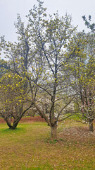 Obraz premium Beautiful White Magnolia blooms contrasted with the earth brown of the leaf covered forest floor at the Dominion Arboretum Gardens in Ottawa,Ontario,Canada