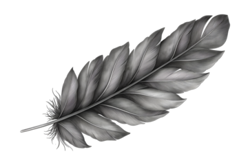 Hand drawn feathers on transparent background, black and white feather sketch