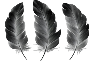 Hand drawn feathers on transparent background, black and white feather sketch
