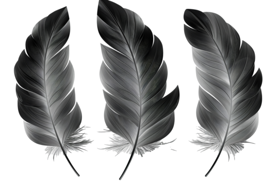 Hand drawn feathers on transparent background, black and white feather sketch
