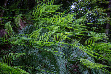 奄美地方梅雨入近し
