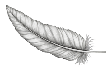 Hand drawn feathers on transparent background, black and white feather sketch