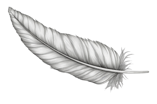 Hand drawn feathers on transparent background, black and white feather sketch