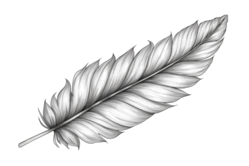 Hand drawn feathers on transparent background, black and white feather sketch