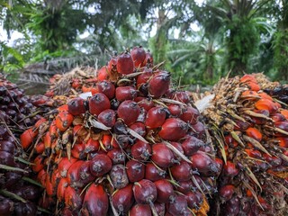 Fresh Palm Oil fruit after harvest is ready to be transported