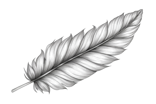 Hand drawn feathers on transparent background, black and white feather sketch