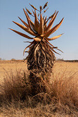 Red aloe vera tree growing wild in desert landscape in South Africa RSA