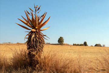Aloe Vera tree growing wild in desert landscape in South Africa RSA