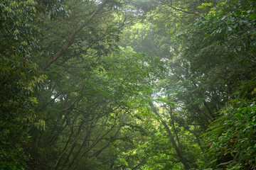 Fototapeta premium 奄美地方梅雨入近し