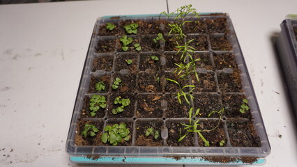 Seedlings Germinating in Plastic Seed Starting Trays