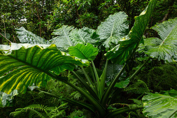 奄美地方梅雨入近し、クワズイモ