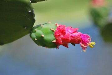 Cactus,parte importante de nuestros ecosistemas para mantener el equilibrio del planeta. © FILIPPO