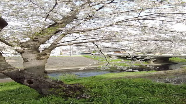 Sakura and river in Japan 