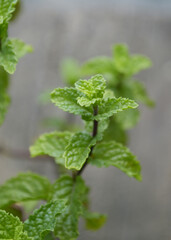 green leaves of a mint plant