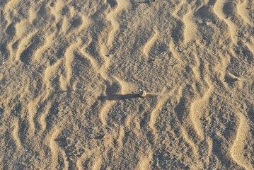 Fondos,texturas pisadas en la arena,agua de mar.