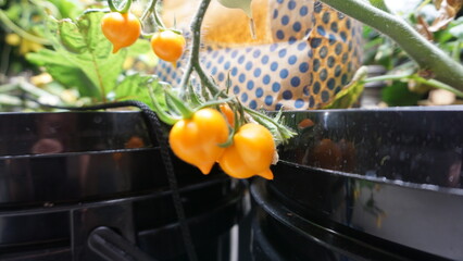 Tomatoes Ripening on the Vine of a Hydroponic Plant Grown Indoors