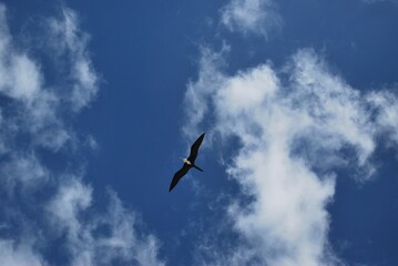 Aves marinas deleitandonos con su vuelo.