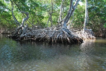 Los manglares son una parte muy importante de nuestro ecosistema!
