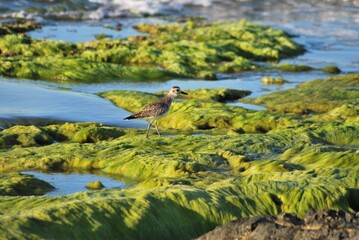 El agua,el mar como elemento comunicante en nuestro ambiente.