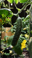 Cucumbers Growing in an Indoor At Home Hydroponic System 