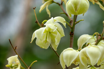 Close up of flowers on an inflorescence of a dagger plant (yucca aloifolia)
