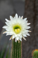 Large white flower of an organ pipe cactus (stenocereus thurberi), native to Mexico