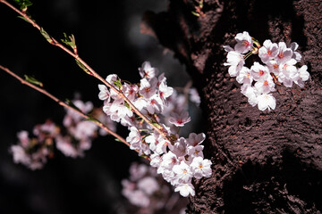 Beautiful cherry blossom scenery at night on a warm spring day