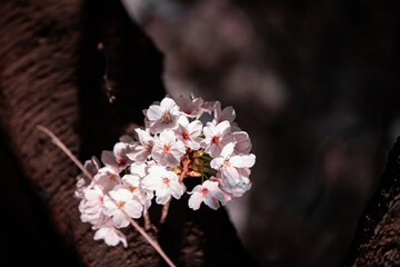 Beautiful cherry blossom scenery at night on a warm spring day