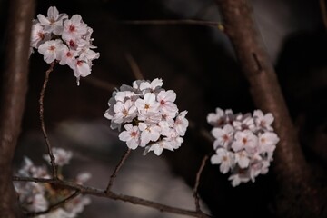 Beautiful cherry blossom scenery at night on a warm spring day