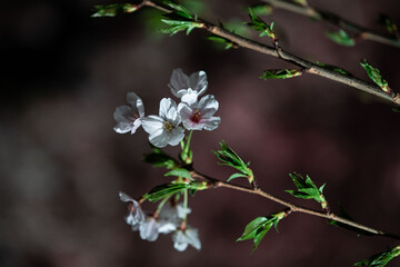 Beautiful cherry blossom scenery at night on a warm spring day