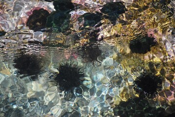 El agua,el mar como elemento comunicante en nuestro ambiente.