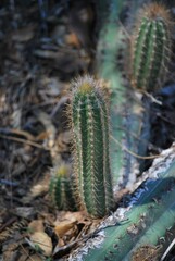 Cactus,parte importante de nuestros ecosistemas para mantener el equilibrio del planeta.