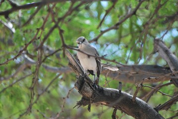 Cerca del mar podemos encontrar gran variedad de aves acuaticas y de vez en cuando hasta guacamayas!