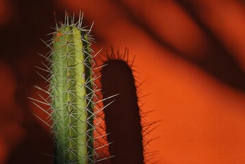 Los cactus a veces menospreciados contribuyen con la naturaleza,y la vida en el planeta.
