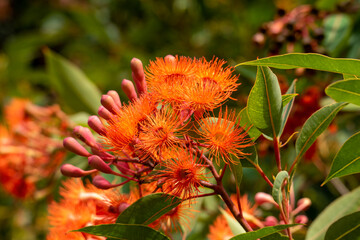 Bright flowers and buds of a flowering gum tree (corymbia ficifolia Baby Orange)