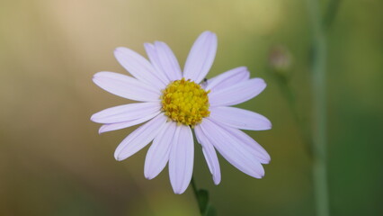 Obraz premium daisy flower