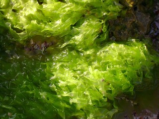 Fondos,texturas pisadas en la arena,agua de mar.