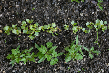 young sprouts of flowers, spring botanical background