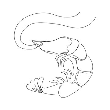 recommend clip art: Shrimp in continuous one line art style. Simple vector illustration