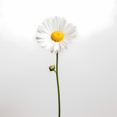 Fototapeta na wymiar A minimalist shot of a single daisy against a white background