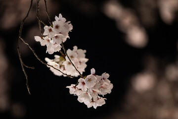 Beautiful cherry blossom scenery at night on a warm spring day