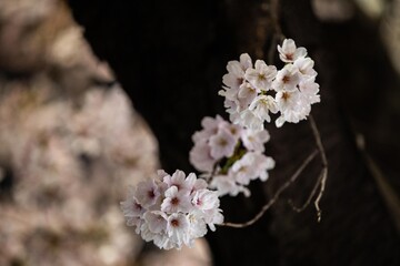 Beautiful cherry blossom scenery at night on a warm spring day